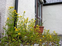 The entrance to the cottage